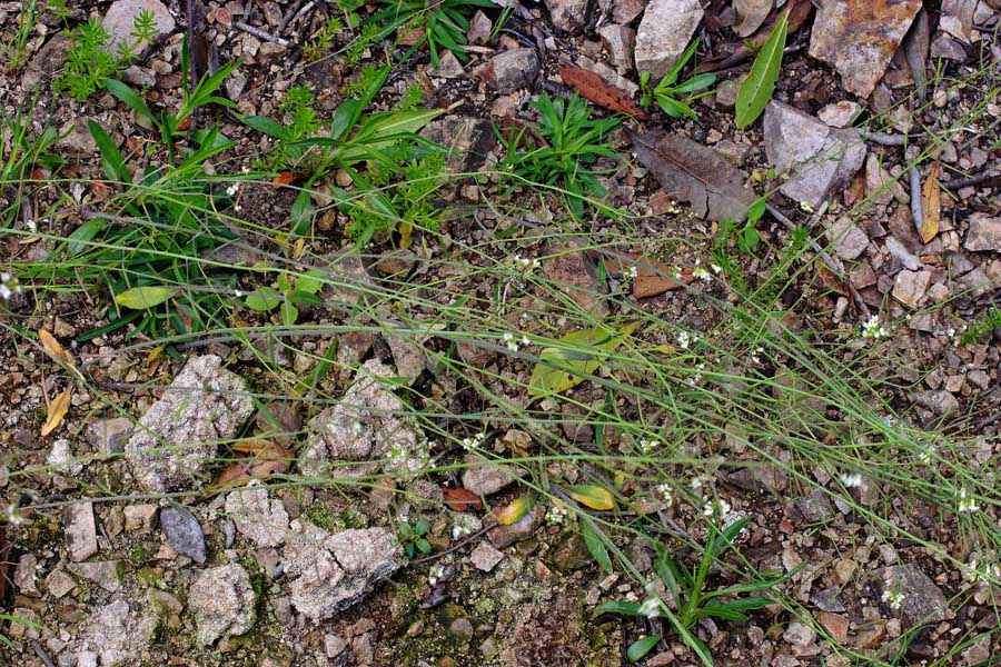 Arabidopsis thaliana / Arabetta comune